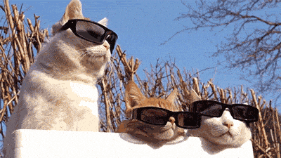 Cool cats wearing sunglasses