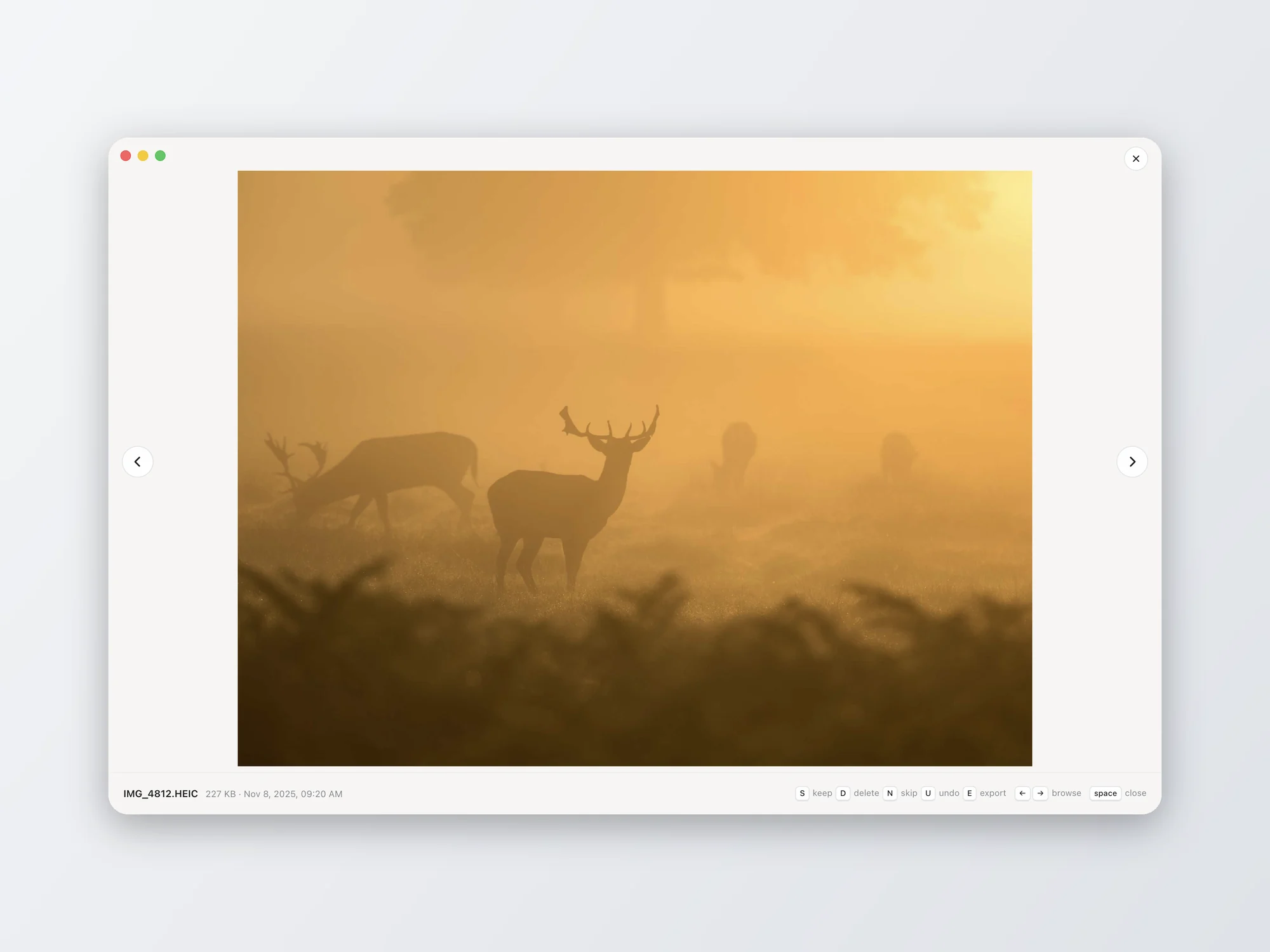 Picky large photo viewer showing a deer at sunrise with keyboard shortcuts along the bottom, light mode